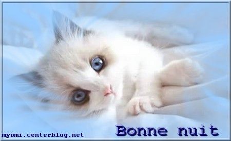 Résultat de recherche d'images pour "images bonne nuit chats"