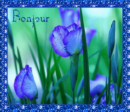 bonjour fleurs