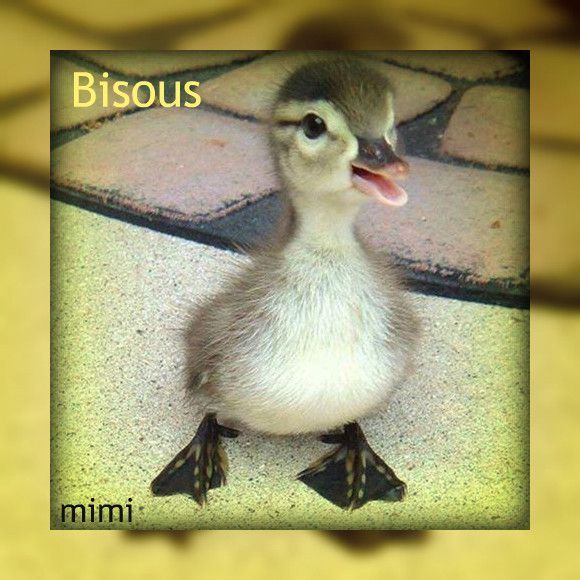 Résultat de recherche d'images pour "bisous canard"