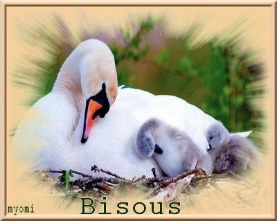 bisous cygnes