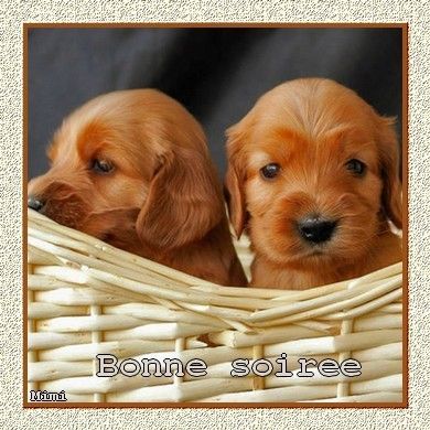 Résultat d’images pour gif bonne soirée animaux